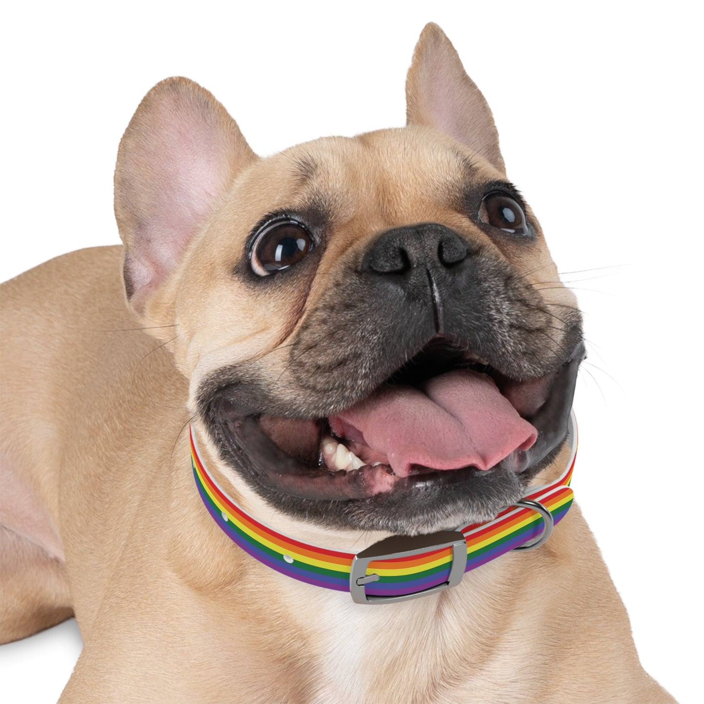 Rainbow Flag Dog Collar