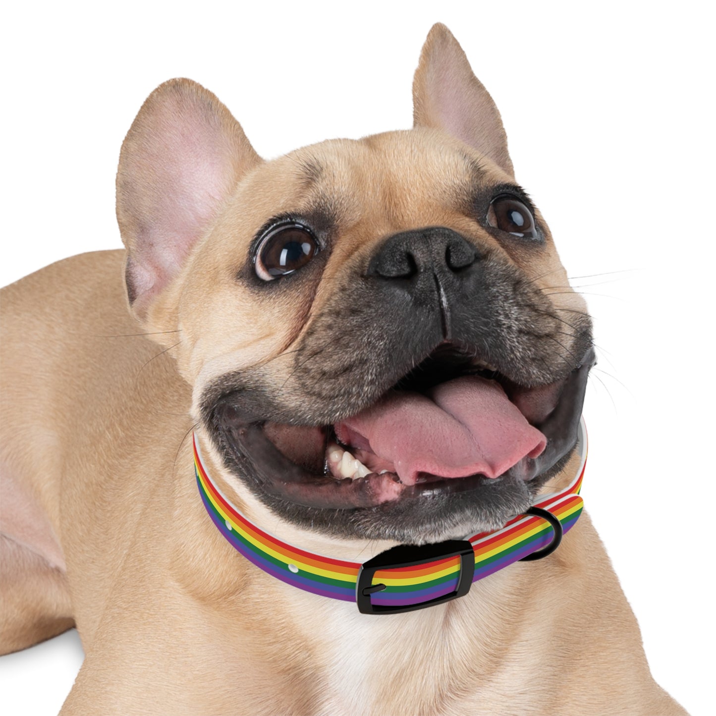 Rainbow Flag Dog Collar