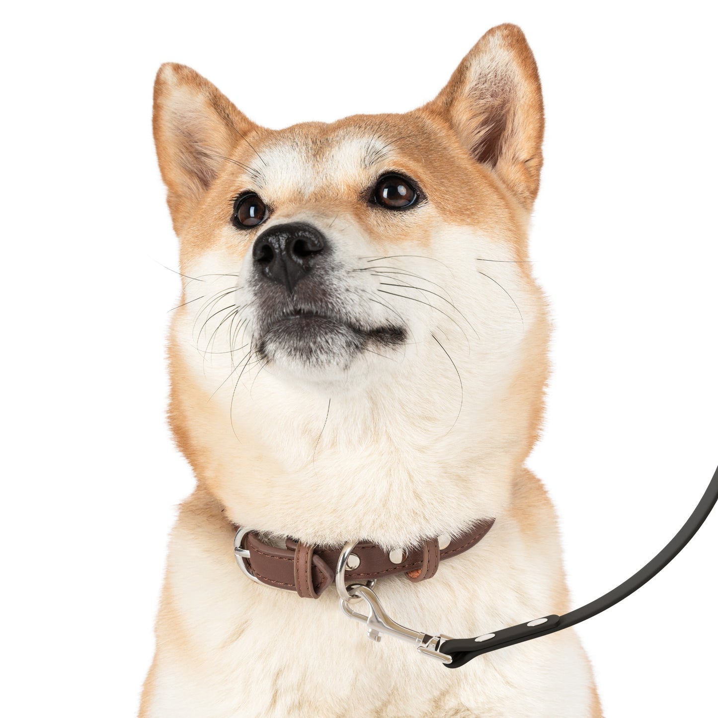 The Rainbow Flag Dog Leash that "sashays" with Gay Pride